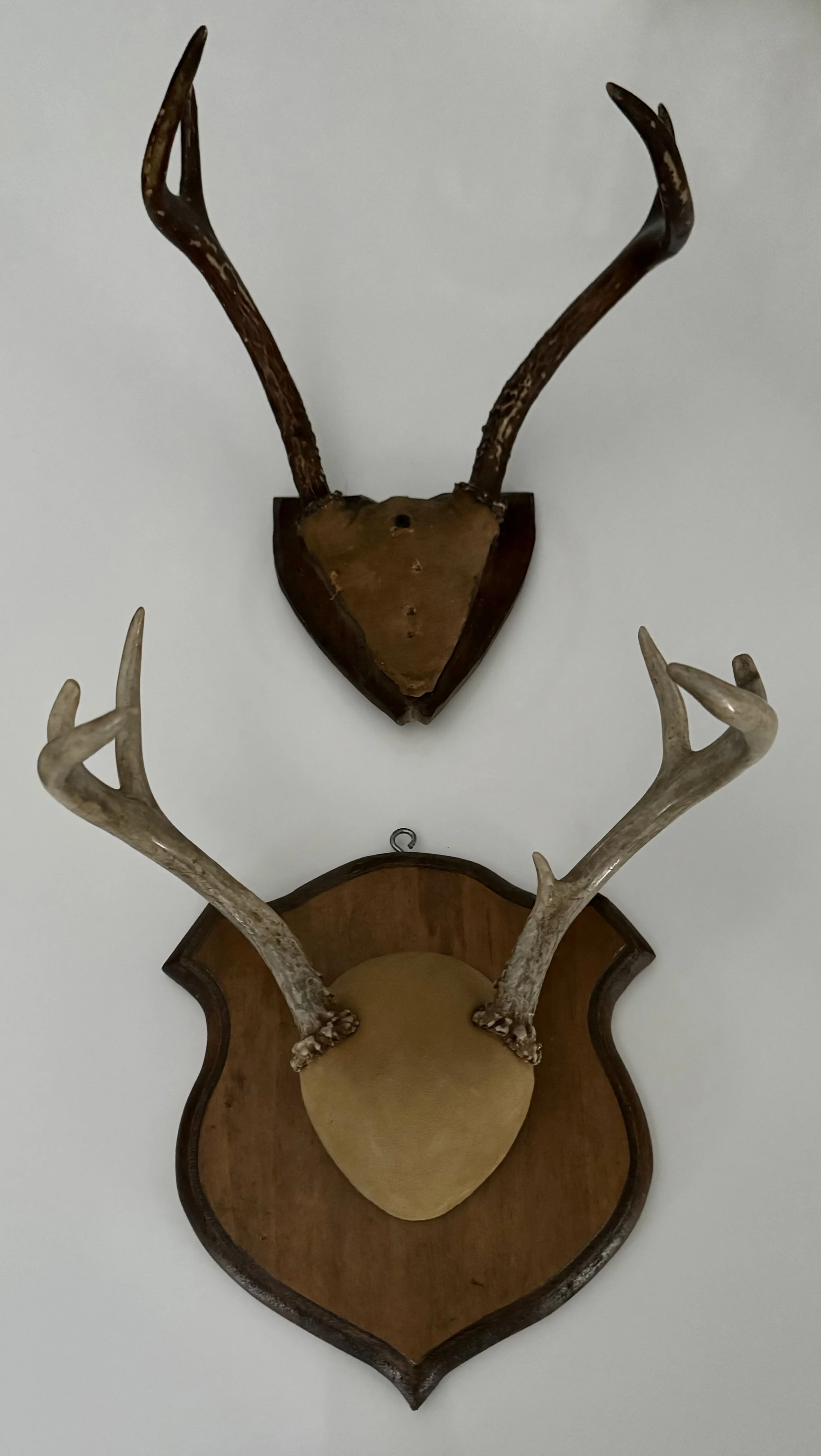 MOUNTED NATURAL 'SIX POINT' DEER ANTLERS ON WOODEN WALL CREST